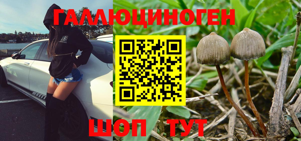 Тара  Галлюциногенные грибы MAGIC MUSHROOMS  Псилоцибиновые грибы Psilocybe  Вход с VPN 